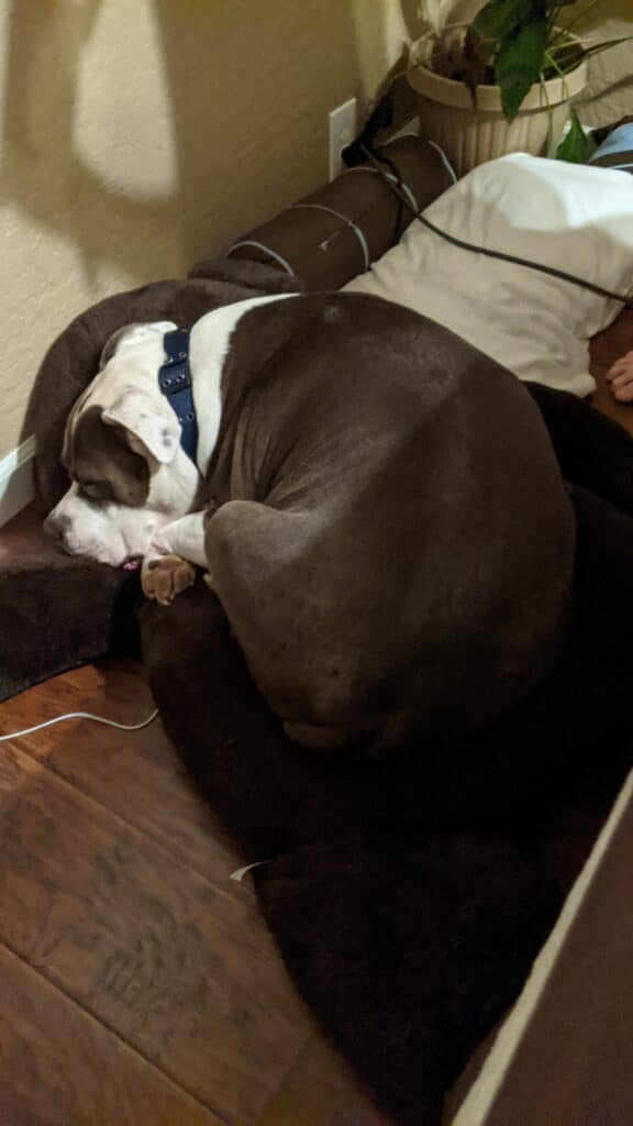 Brown and white pit bull laying on a wood floor next to a brown chair